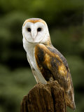 Barn Owl on Stump Photographie par Russell Burden