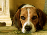 Beagle Relaxing, USA Photographic Print by Alan And Sandy Carey