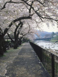 Cherry Blossoms, Sakura, Hakone, Japan Fotografisk trykk av Chel Beeson Cherry Blossoms, Sakura, Hakone, Japan Fotografisk trykk av Chel Beeson