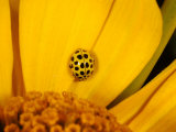 22 Spot Ladybird, Adult Hunting on Flower, Cambridgeshire, UK Photographic Print by Keith Porter