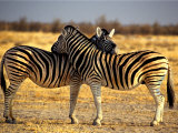 Two Zebras Crossing Heads Photographic Print by Russell Burden