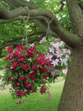 Summer Hanging Basket on Tree; Clematis Summer Hanging Basket on Tree; Clematis