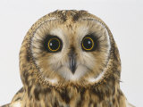 Short-Eared Owl, Asio Flammeus Photographic Print by Les Stocker