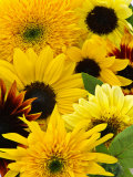 Helianthus (Mixed Cut Flower) Photographie par Mark Bolton