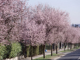 Prunus Cerasifera "Pissardii" Lining a Road with Blossom in Spring Photographic Print by Michele Lamontagne