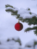 X Mas Ornament on Tree Photographic Print by Mike Robinson X Mas Ornament on Tree Photographic Print by Mike Robinson