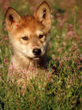 Six-week-old Wolf Pup, Colorado Fotografisk trykk av Russell Burden Six-week-old Wolf Pup, Colorado Fotografisk trykk av Russell Burden