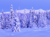 Spruces Covered with Snow, Alaska Lámina fotográfica Spruces Covered with Snow, Alaska Lámina fotográfica