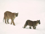 Mountain Lion, with Cub in Snow, USA Fotografisk tryk af Mary Plage