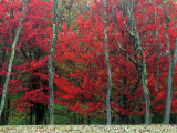Autumn in West Virginia Photographic Print by Robert Finken