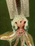 Squid Head, Cephalopoda Lámina fotográfica por Oxford Scientific
