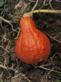 Squash Pumpkin (Golden Hubbard) in Garden, September Fotografisk trykk av Philippe Bonduel