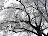 Tree Branches After an Ice Storm Photographic Print by Dennis Macdonald