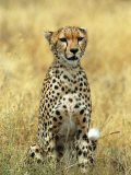 Cheetah, Ngorongoro Crater, Africa Photographic Print by Keith Levit