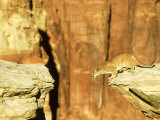 Mountain Lion, Leaping Between Cliffs, USA Photographic Print by Alan And Sandy Carey