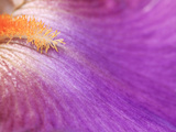 Iris Vague L'Aime, Close-up of Purple Flower Lámina fotográfica por Lynn Keddie