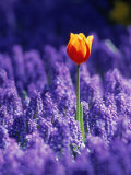 Tulip, Holland Fotografie-Druck von Peter Adams