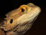 Bearded Dragon Photographic Print by Larry F. Jernigan