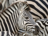 Burchells Zebra, Head, Botswana Photographie par Mike Powles