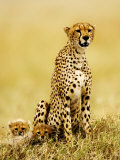 Cheetah, with Cubs, Tanzania Photographie par Ariadne Van Zandbergen