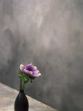 Pink Anemone in Vase Photographic Print by David Wasserman