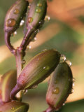 Orchid with Dew, San Francisco, CA Photographie par Jerry Koontz