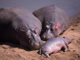 Hippos on Bank of Mara River, Kenya Photographic Print by Michele Burgess