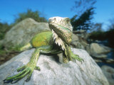 Green Iguana in Stream-Side Natural Habitat, Lambayeque Province, Peru Photographic Print by Mark Jones