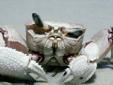 Crab, Shows Independent Eye Movement Lámina fotográfica por Deeble & Stone Crab, Shows Independent Eye Movement Lámina fotográfica por Deeble & Stone