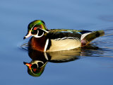 Male Wood Duck with Reflection Lámina fotográfica por Russell Burden