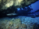 Whitetip Reef Sharks, In Cave, Polynesia Photographie par Gerard Soury