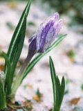 Crocuses in Spring Snow, Braintree, MA Photographie par Steven Emery