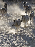 Burchells Zebra, Group Walking, Botswana Photographic Print by Mike Powles