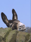 Donkey, Peering Over a Stone Wall, UK Fotografie-Druck von Mark Hamblin