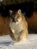 Mountain Lion, Winter, USA Fotografie-Druck von Daniel Cox