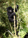 Mountain Gorilla, Baby Gorilla Climbing, Volcanoes National Park, Rwanda Impressão fotográfica por Ariadne Van Zandbergen Mountain Gorilla, Baby Gorilla Climbing, Volcanoes National Park, Rwanda Impressão fotográfica por Ariadne Van Zandbergen