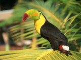 Parrot in Bird Park, Bay Islands, Hd Photographic Print by Tom Stillo