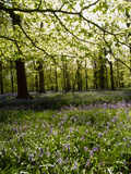 Bluebells and Beech Leaves in Oak Woodland, Forest of Dean, Gloucestershire Photographic Print by John Downer