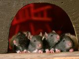 Rats at Entrance to Home Reprodukcja zdjęcia autor Alan And Sandy Carey