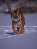 Siberian Tiger Running in the Snow Photographic Print by Lynn M. Stone
