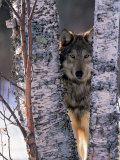 Gray Wolf Near Birch Tree Trunks, Canis Lupus, MN Reprodukcja zdjęcia autor William Ervin Gray Wolf Near Birch Tree Trunks, Canis Lupus, MN Reprodukcja zdjęcia autor William Ervin