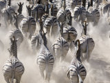 Burchells Zebra, Group Running in Dust, Botswana Lámina fotográfica por Mike Powles Burchells Zebra, Group Running in Dust, Botswana Lámina fotográfica por Mike Powles