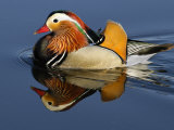 Mandarin Duck Swimming Fotografisk trykk av Russell Burden Mandarin Duck Swimming Fotografisk trykk av Russell Burden