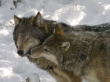 Gray Wolf, Two Captive Adults Kissing, Montana, USA Lámina fotográfica por Daniel Cox Gray Wolf, Two Captive Adults Kissing, Montana, USA Lámina fotográfica por Daniel Cox