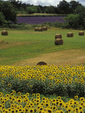 Sunflowers and Hay Photographic Print