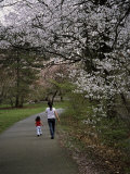 Mother And Child Walking Through Park Lámina fotográfica por Peter Johansky