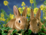 Mini-Rex Rabbits, Young Photographic Print by Alan And Sandy Carey