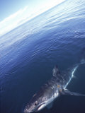 Great White Shark, Seal Island, South Africa, Atlantic Ocean Photographic Print by Chris And Monique Fallows