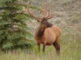 Elk Standing by Tree, Jasper National Park, Canada Photographic Print by Keith Levit
