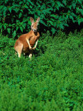 Kangaroo At Southwick Animal Farm, MA Lámina fotográfica por Kindra Clineff